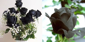 Rosa negra (20 semillas)
