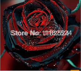 rosa roja/negra (25 semillas)
