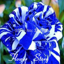 rosa azul/blanca (5 semillas)